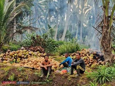 Bertahun-tahun Mencari Solusi Harga Kelapa Inhil, Mengapa Masalahnya Tak Kunjung Selesai?